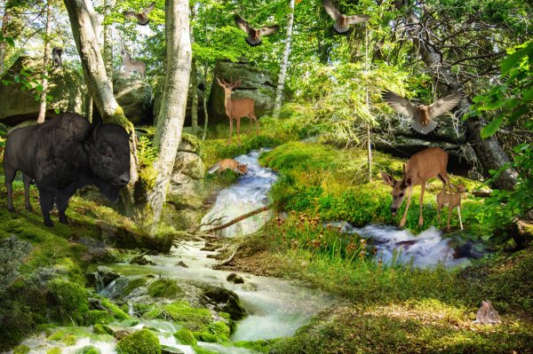 Животные в национальных парках США