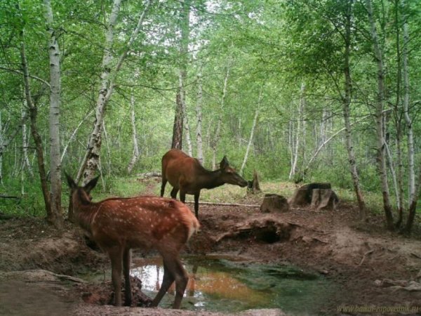 Байкальский заповедник