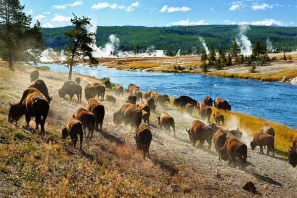 Национальный парк Йеллоустоун -Yellowstone Park