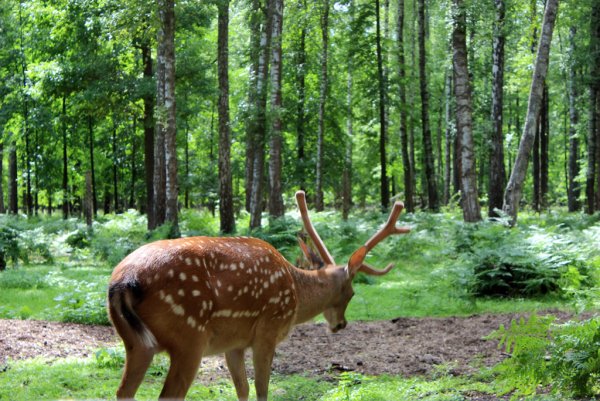 Приокско-Террасный заповедник