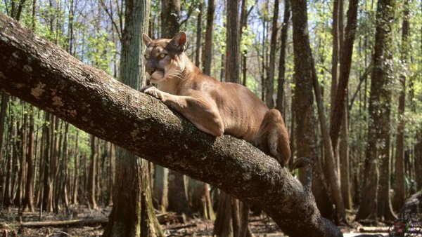 Пума животное на дереве