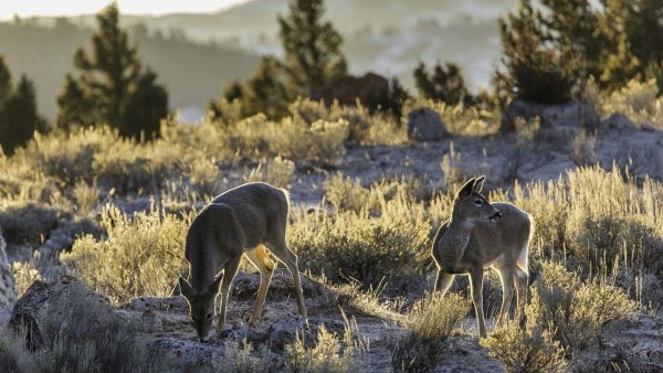 Национальный парк Йеллоустоун США животные