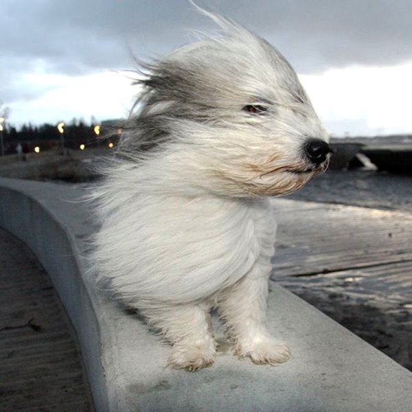 Коротко о погоде сильный ветер