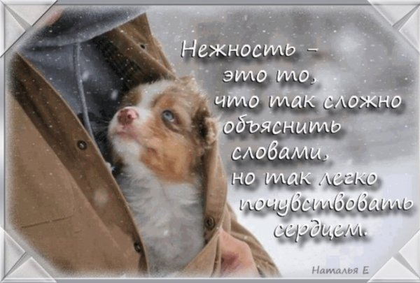 Цитаты о нежности