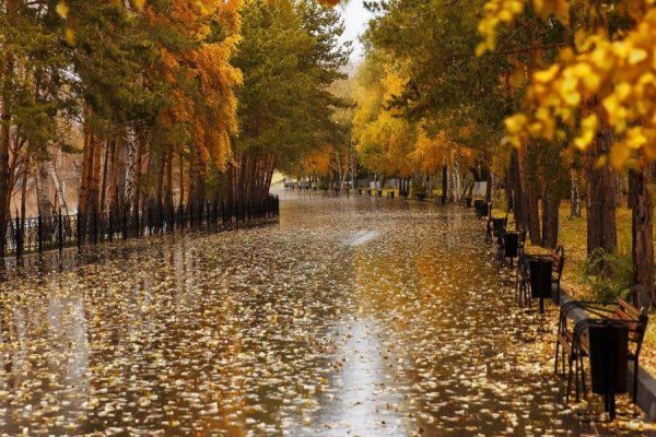Осенний дождь в городе