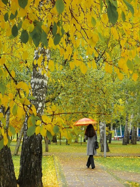 Осенний дождливый парк