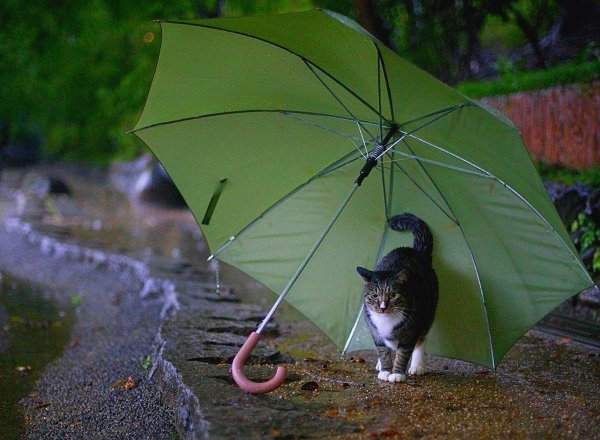 Котик под дождем