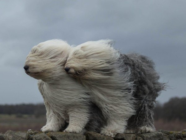 Сильный ветер собака