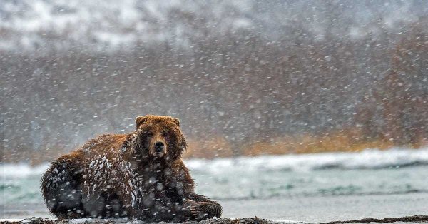 Медведь Камчатка зима