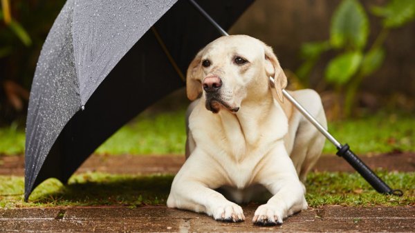 Щенок с зонтиком