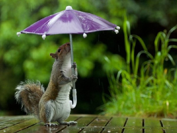 Животные под дождем