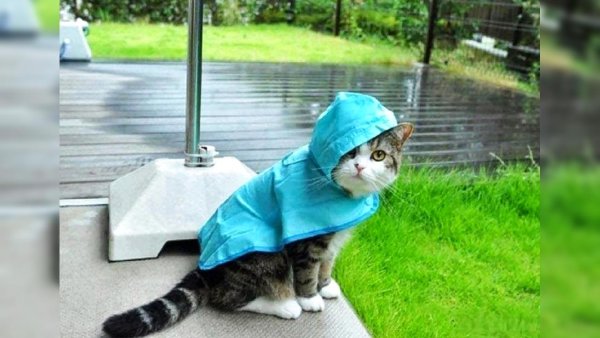 Кот под дождем