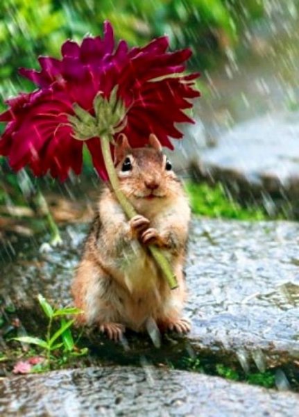 Животные с цветами