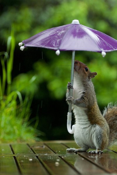 Хорошего настроения в дождливую погоду