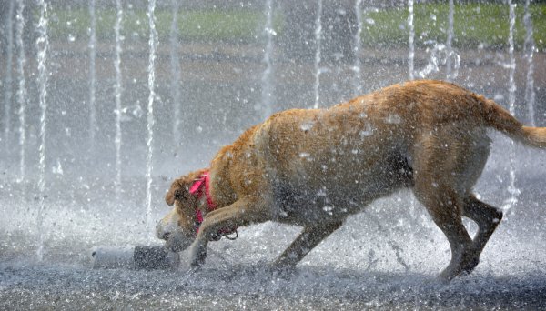 Мокрая собака на улице