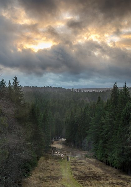 Пасмурный лес