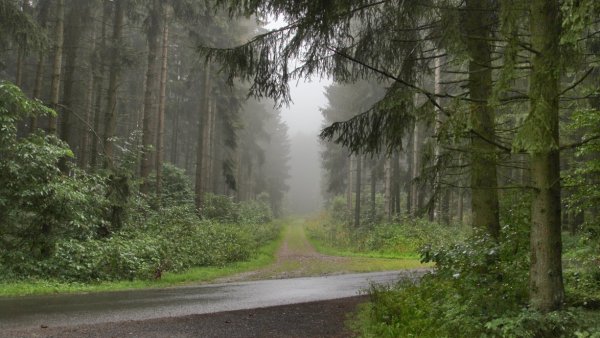 Дождливый лес