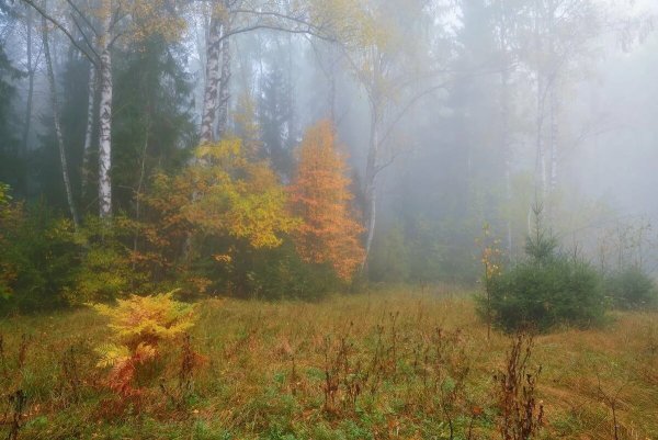 Туман осенью