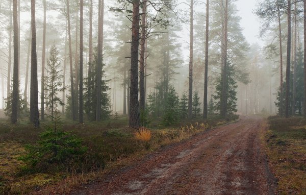 Сосновый лес в тумане