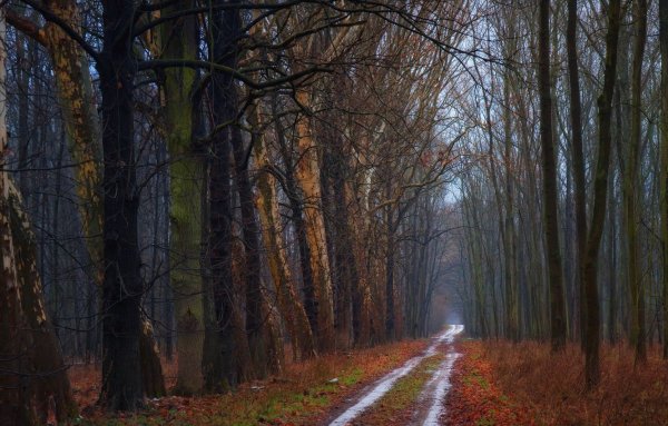 Дождливая осень