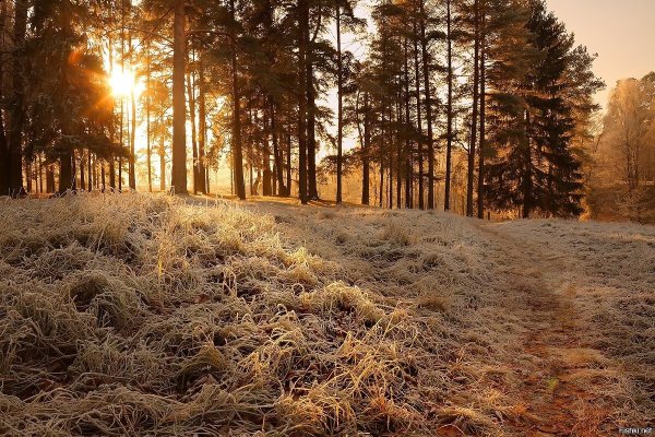 Поздняя осень в лесу