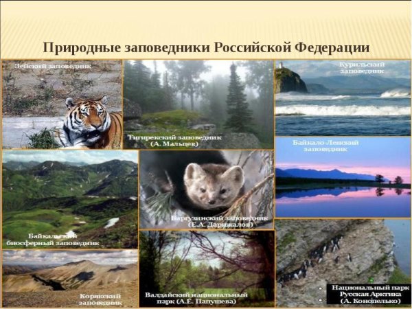 Заповедники России презентация