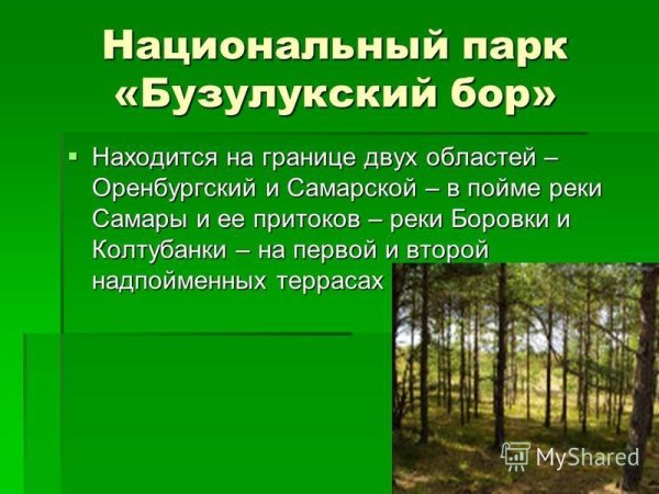 Бузулукский Бор проект