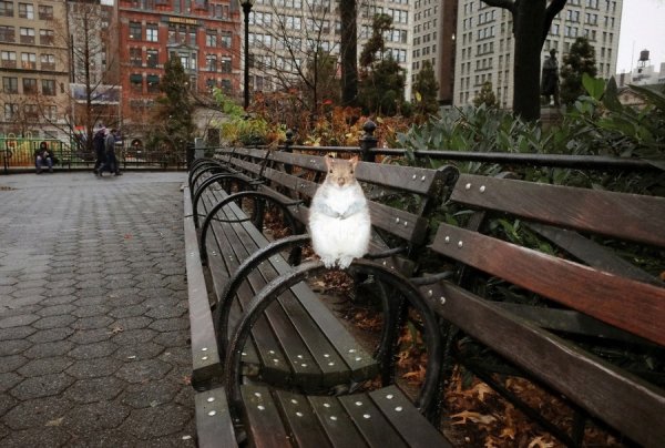 Смешные парки