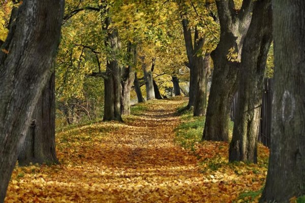 Липовая аллея