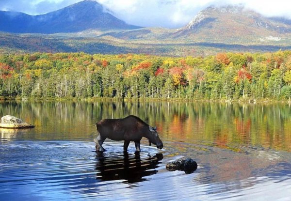 Национальный парк Денали Аляска лоси