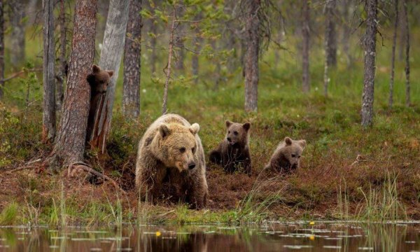 Калужские Засеки заповедник