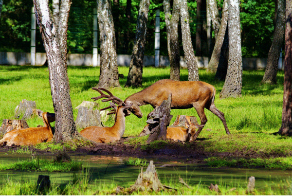 Беловежская пуща национальный парк