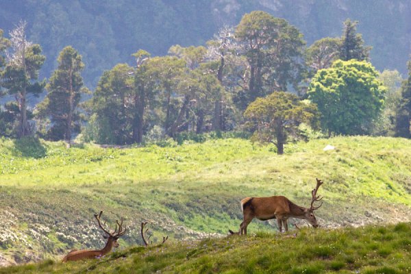Флора и фауна Сочи национальный парк