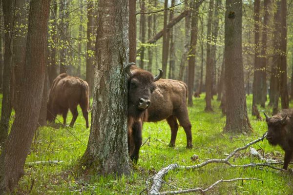 Приокско-Террасный заповедник лес
