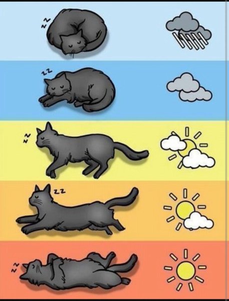 Определяем погоду по коту