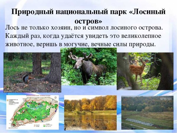 Национальный парк Лосиный остров рассказ