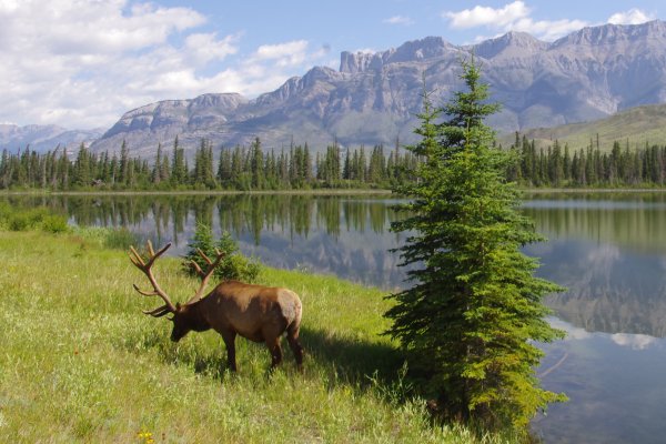 Банф Канада национальный парк животные