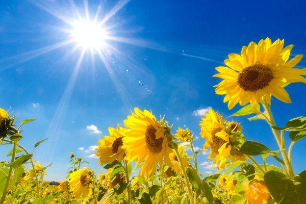 Подсолнухи и солнце