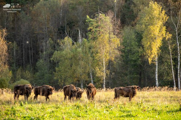 Заповедник национальный парк «Угра»