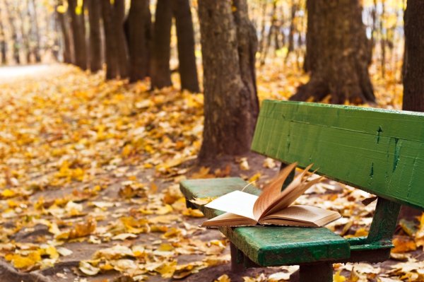 Книга на скамейке в парке
