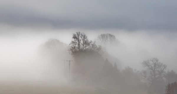 Туман Рене burusi