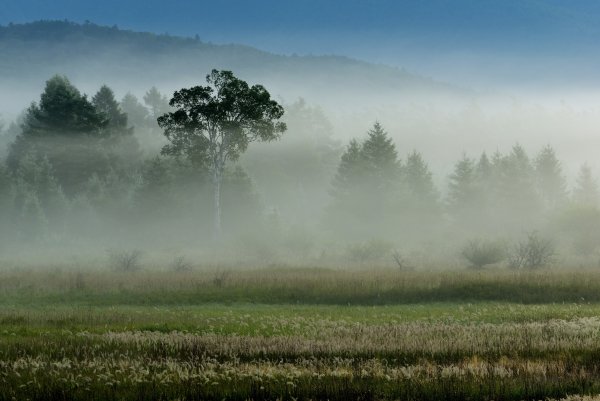 Природа туман