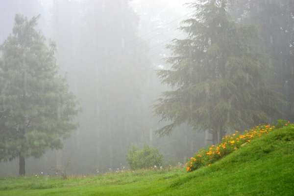 Дождь в лесу