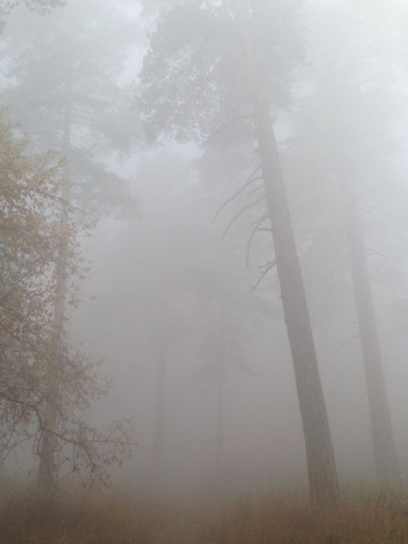 Очень сильный туман