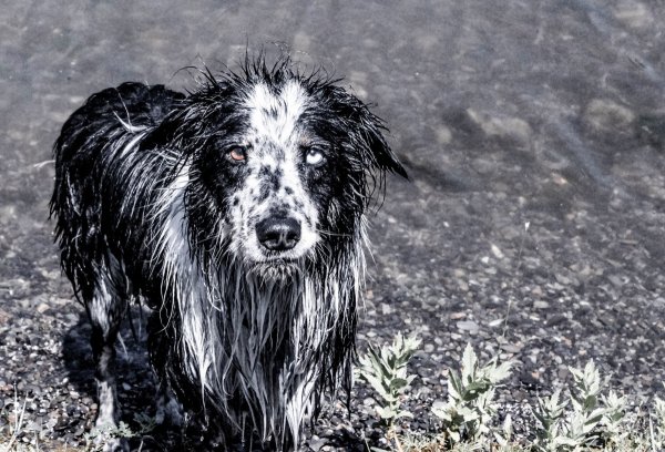 Собачья погода