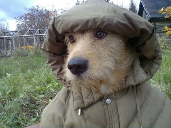 Пальто и собака
