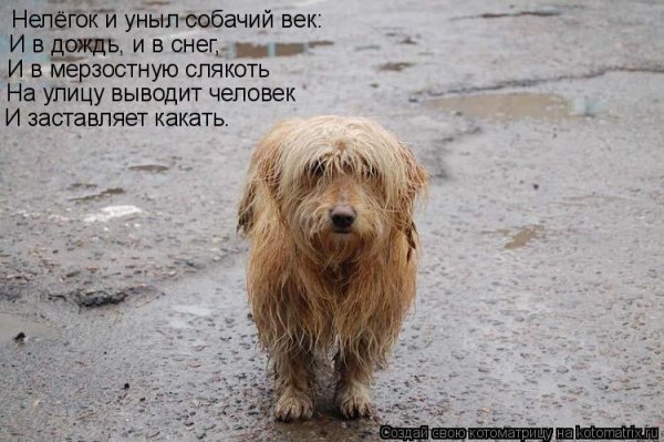И В дождь и в снег и заставляют какать