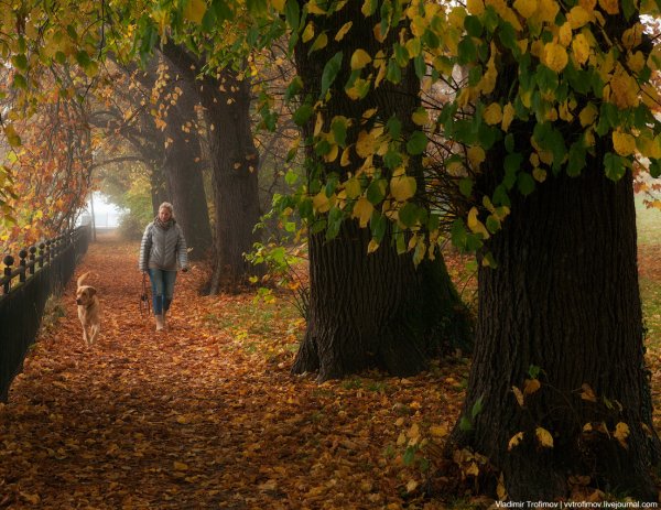 Осенний парк прогулка