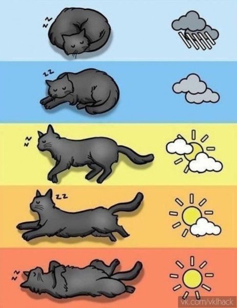 Определяем погоду по коту