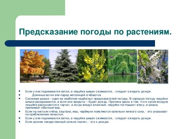 Погодные приметы по растениям